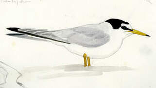 Little Tern