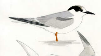 Common Tern