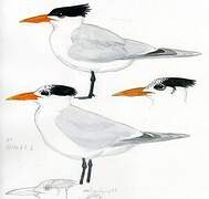 Royal Tern