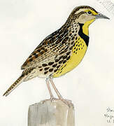 Eastern Meadowlark