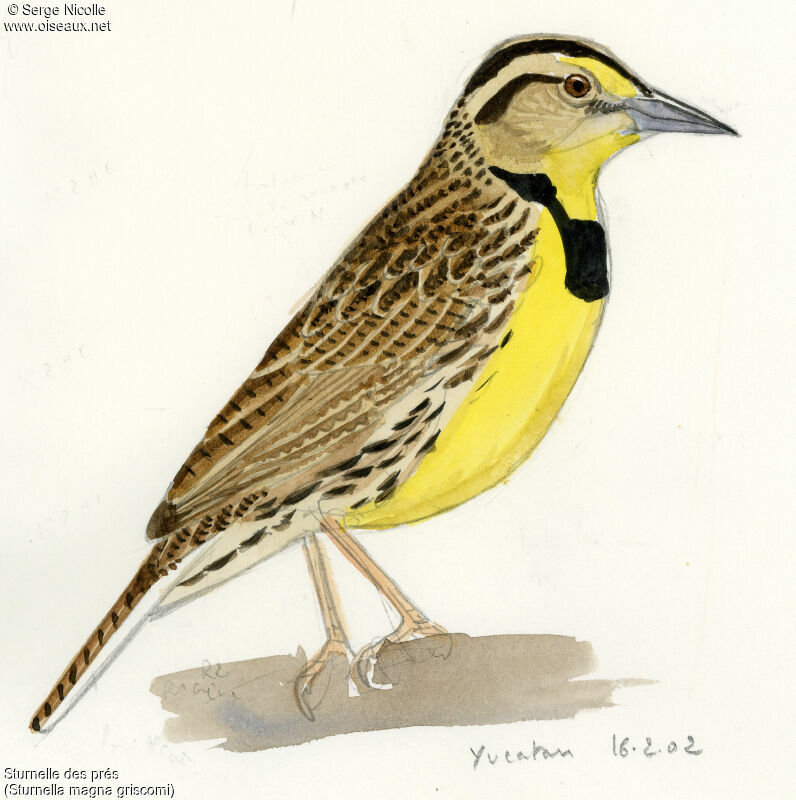 Eastern Meadowlark, identification