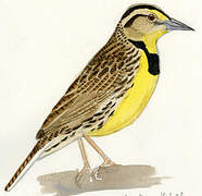 Eastern Meadowlark