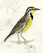 Eastern Meadowlark