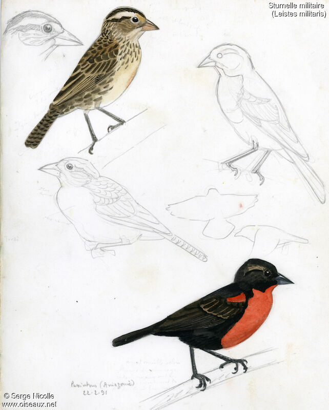 Red-breasted Blackbird , identification