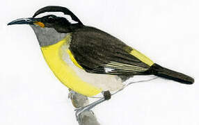 Bananaquit