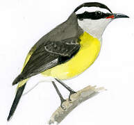 Bananaquit