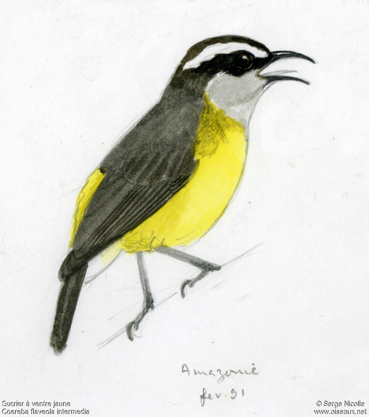 Bananaquit, identification