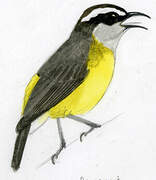 Bananaquit