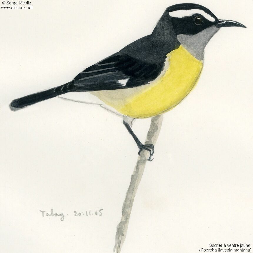 Bananaquit, identification