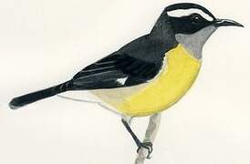 Bananaquit