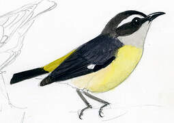 Bananaquit