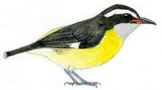 Bananaquit