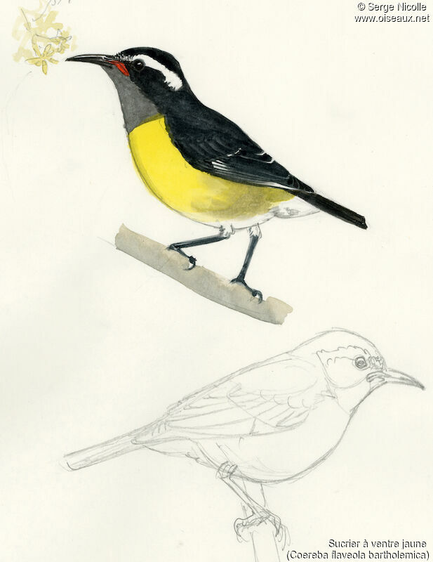 Bananaquit, identification