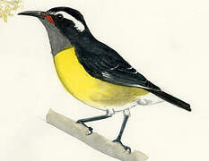 Bananaquit