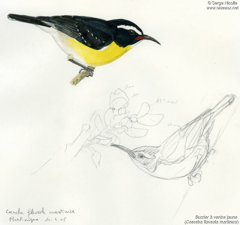 Bananaquit, identification