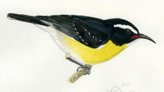 Bananaquit