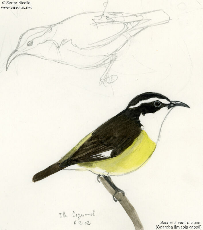 Bananaquit, identification