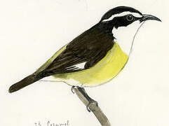 Bananaquit