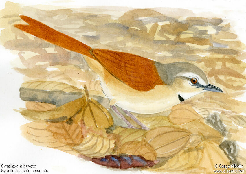 Ochre-cheeked Spinetail, identification