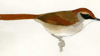 Rufous-capped Spinetail