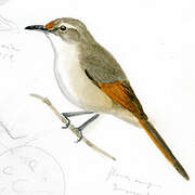 Streak-fronted Thornbird