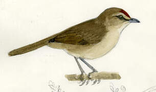 Rufous-fronted Thornbird