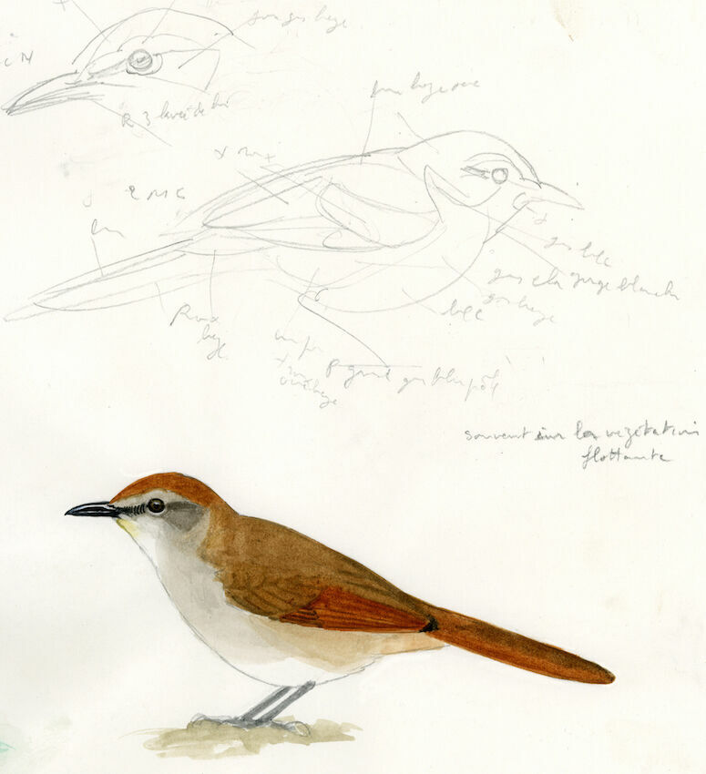 Yellow-chinned Spinetail, identification