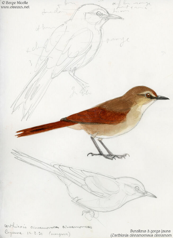 Yellow-chinned Spinetail, identification