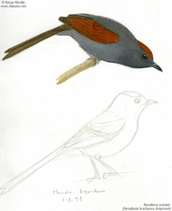 Slaty Spinetail, identification