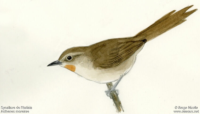 Itatiaia Spinetail identification