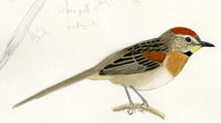 Chotoy Spinetail