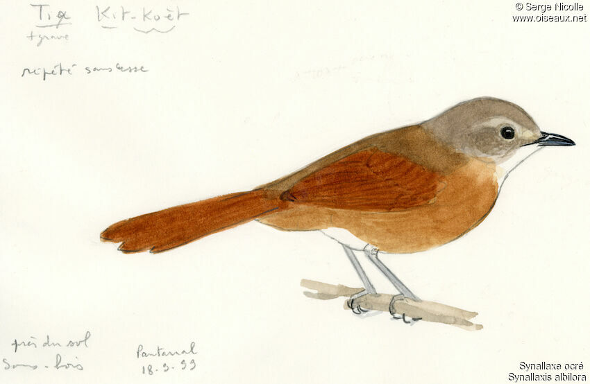 White-lored Spinetail, identification