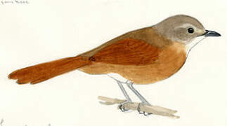 White-lored Spinetail