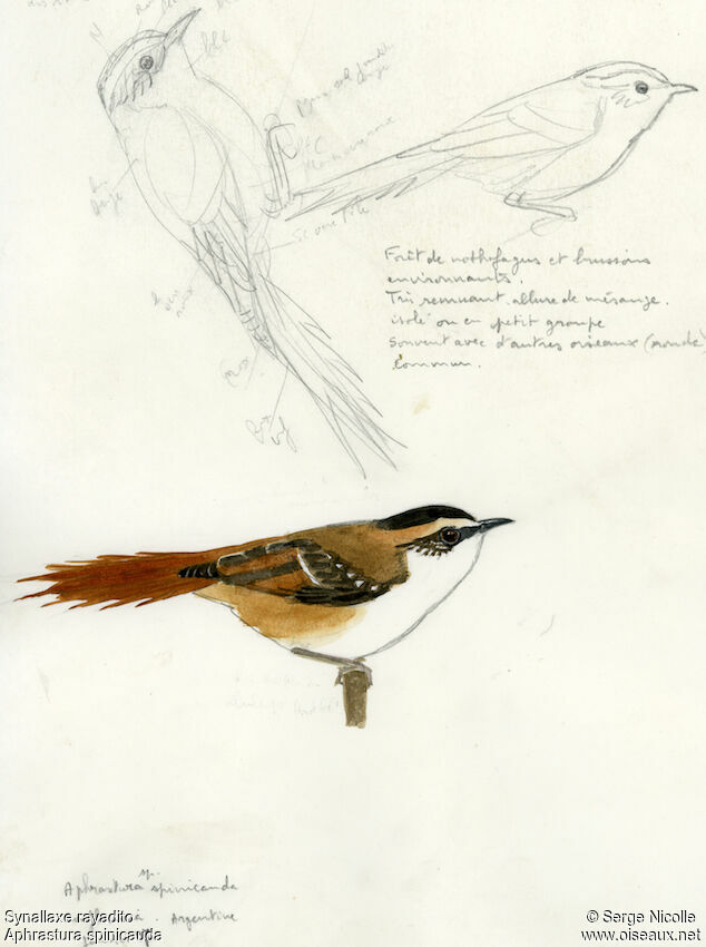 Thorn-tailed Rayadito, identification