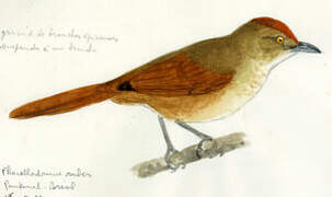 Greater Thornbird