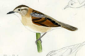 Wren-like Rushbird