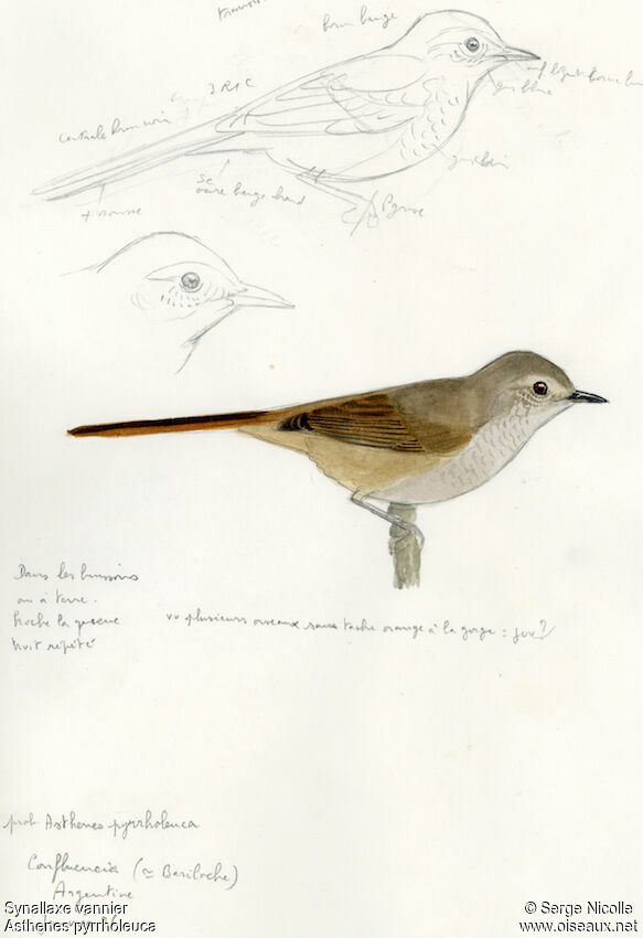 Sharp-billed Canastero, identification