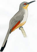 Hispaniolan Lizard Cuckoo