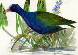 Purple Gallinule