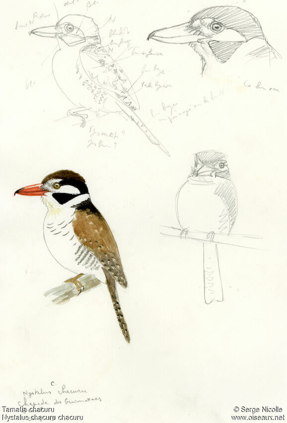 White-eared Puffbird, identification