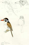 White-eared Puffbird