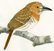 White-whiskered Puffbird