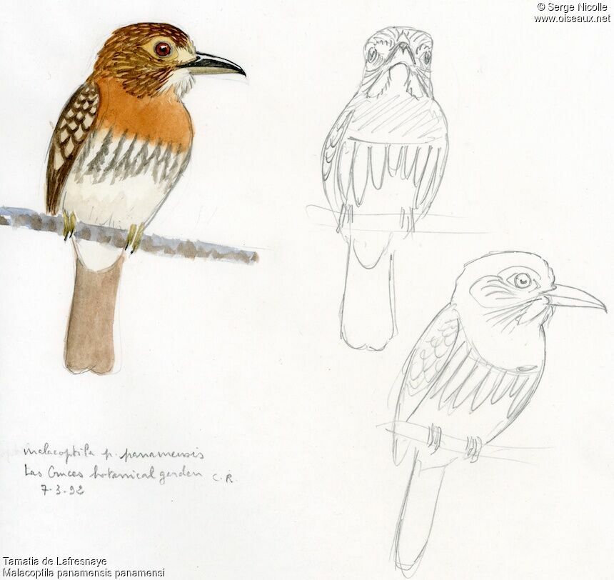 White-whiskered Puffbird, identification