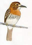 White-whiskered Puffbird