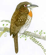 White-whiskered Puffbird