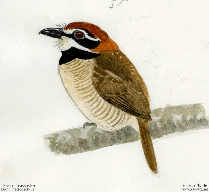 Chestnut-capped Puffbird, identification