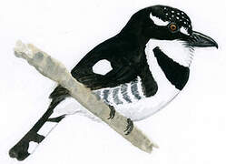 Pied Puffbird