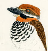 Spotted Puffbird