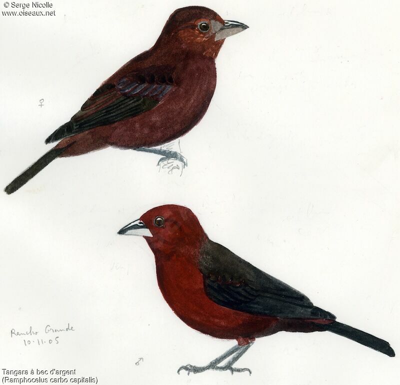 Silver-beaked Tanager , identification