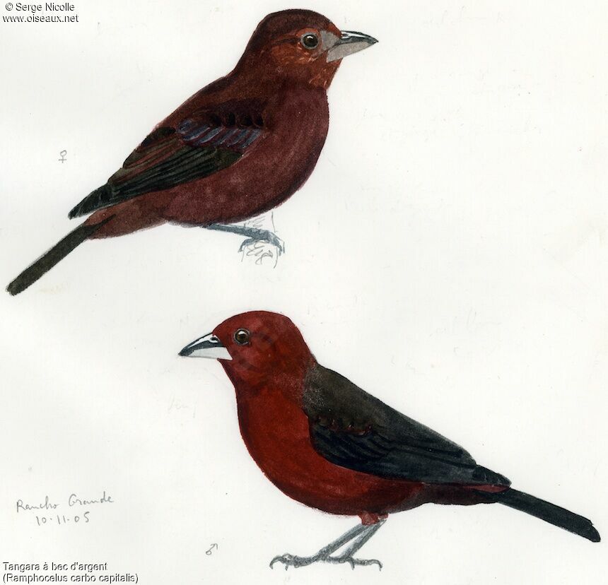 Silver-beaked Tanager , identification